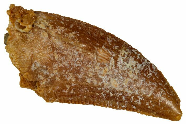 Serrated Raptor Tooth - Feeding Worn Tip #333337